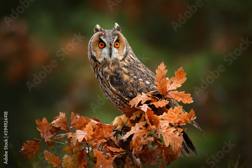 Owl in orange forest, yellow leaves. Long-eared Owl with orange oak leaves during autumn. Wildlife scene from nature, Russia.