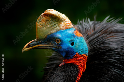 Cassowary, detail portrait of Southern cassowary, Casuarius casuarius. Australian big forest bird from Papua New Guinea. Big bird with red blue head from nature. Big bird in habitat.