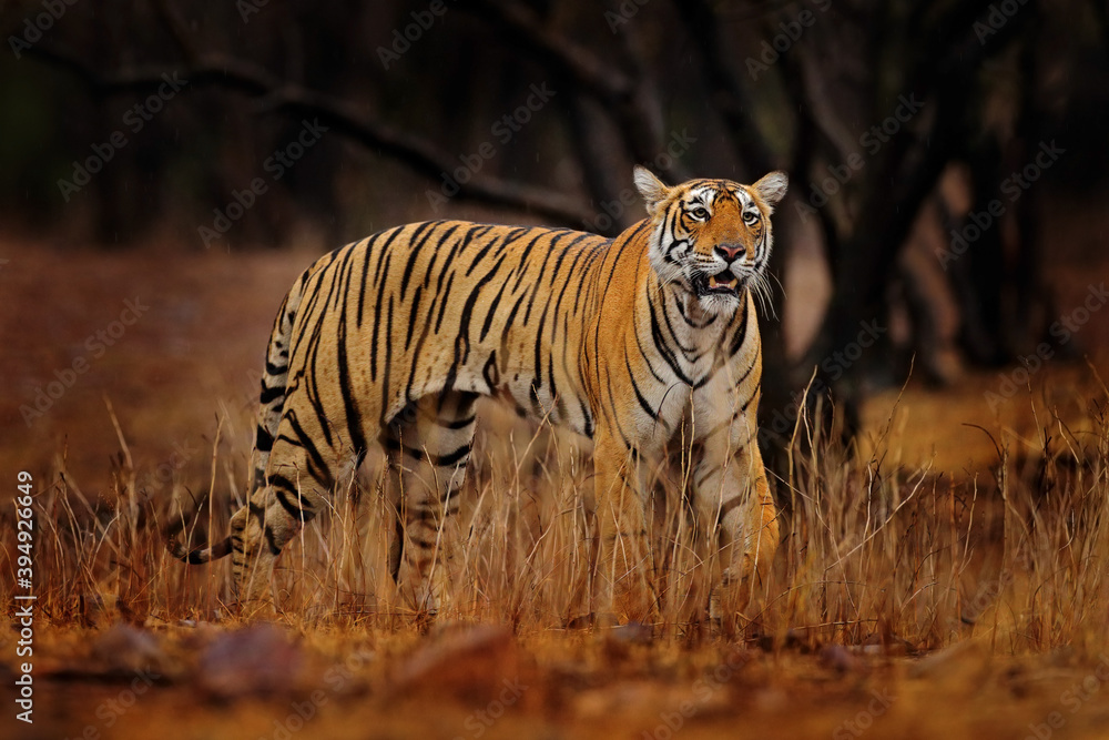 Obraz premium Indian tiger, wild animal in the nature habitat, Ranthambore NP, India. Big cat, endangered animal. End of dry season, beginning monsoon. Tiger from Asia.