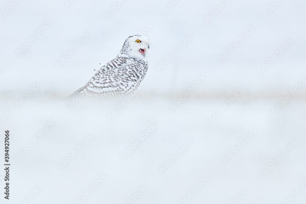 Cold winter. Snowy owl sitting on the snow in the habitat. White winter with misty bird. Wildlife scene from nature, Manitoba, Canada. Owl on the white meadow, animal behaviour. Cold winter. Snowy owl sitting on the snow in the habitat. White winter with misty bird. Wildlife scene from nature, Manitoba, Canada. Owl on the white meadow, animal behaviour.
