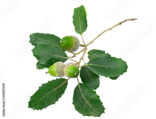 Fotografie Bunch of Holm oak or Holly oak tree, acorns or fruit isolated with clipping path