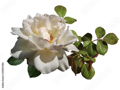 sunlit white rose flower on green leaves background isolated on white background