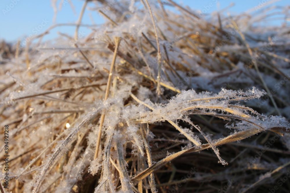 Fototapeta premium snow crystals, frost on the dry grass in the winter, sparkle snow