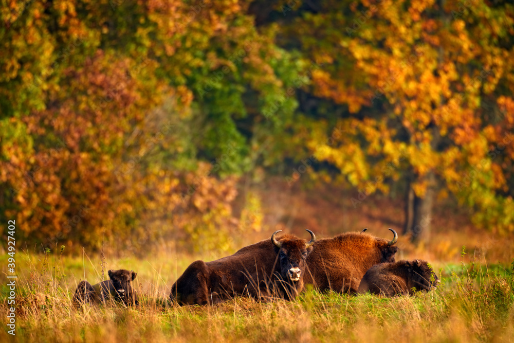 Bison herd in the autumn forest, sunny scene with big brown animal in the nature habitat, yellow leaves on the trees, Bialowieza NP, Poland. Wildlife scene from nature. Big brown European bison. Bison herd in the autumn forest, sunny scene with big brown animal in the nature habitat, yellow leaves on the trees, Bialowieza NP, Poland. Wildlife scene from nature. Big brown European bison.
