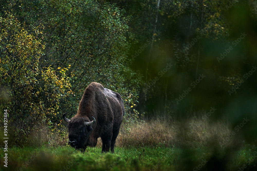 Bison herd in the autumn forest, sunny scene with big brown animal in the nature habitat, yellow leaves on the trees, Bialowieza NP, Poland. Wildlife scene from nature. Big brown European bison. Bison herd in the autumn forest, sunny scene with big brown animal in the nature habitat, yellow leaves on the trees, Bialowieza NP, Poland. Wildlife scene from nature. Big brown European bison.
