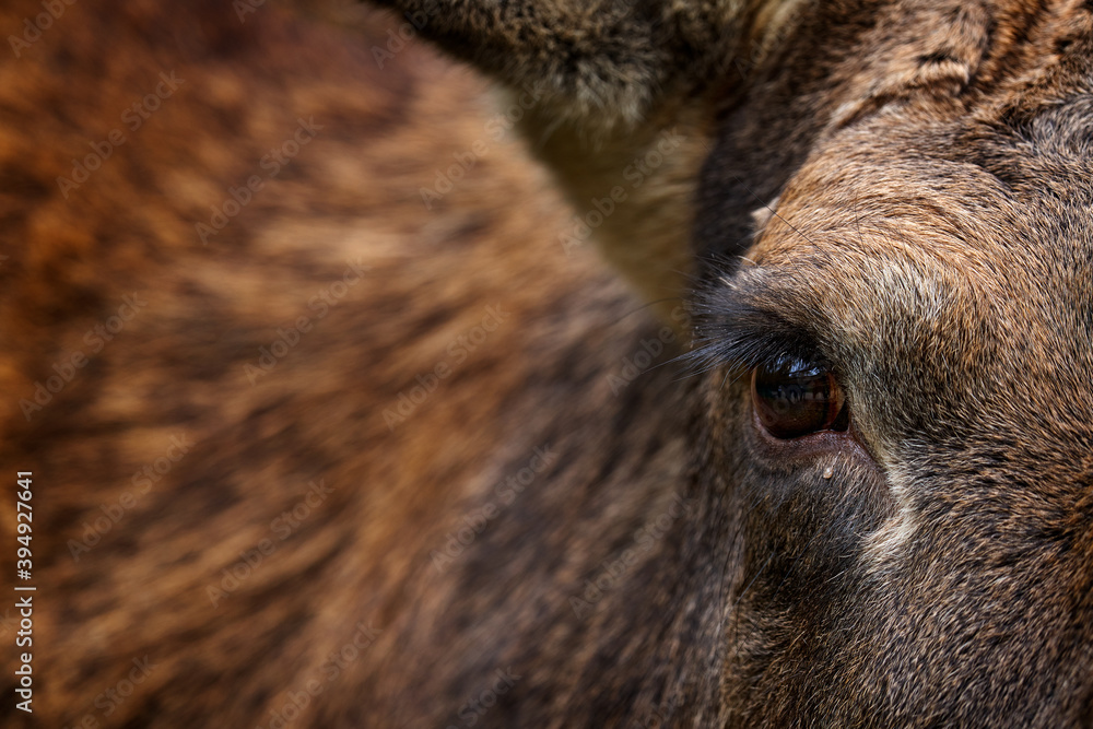 Fototapeta premium Eye close-up detail portrait of elk or Moose, Alces alces in the dark forest during rainy day. Beautiful animal in the nature habitat. Wildlife scene from Sweden. Coat feather of elk.