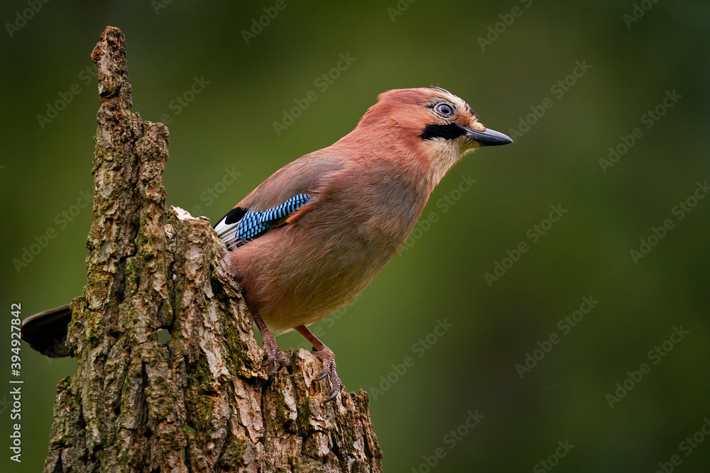 Orange leaves with beautiful bird. Portrait of nice bird Eurasian Jay, Garrulus glandarius, with orange fall down leaves and morning sun during orange autumn. Orange leaves with beautiful bird. Portrait of nice bird Eurasian Jay, Garrulus glandarius, with orange fall down leaves and morning sun during orange autumn.