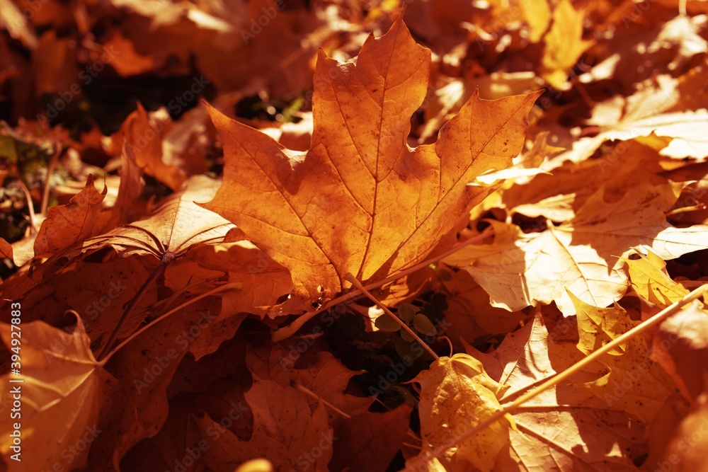 l golden autumn leaves on a tree in a park under warm october sun