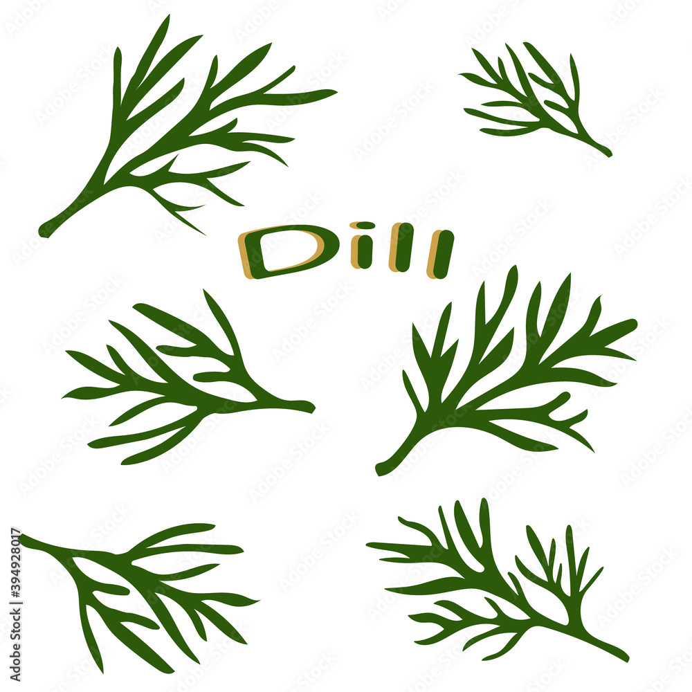 Fresh dill. Green vegetables. Dill close-up. Vector illustration.