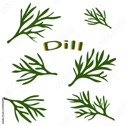 Fresh dill. Green vegetables. Dill close-up. Vector illustration.