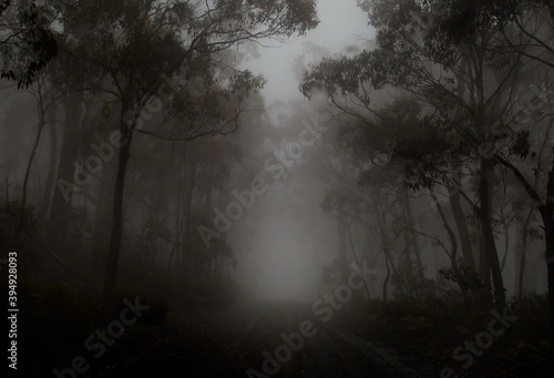 fog in the forest © Zoomtraveller