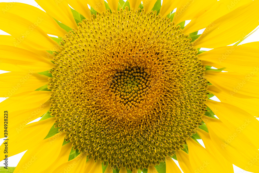 Naklejka premium a beautiful sunflower in the day