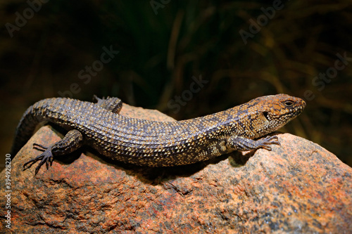 Egernia cunninghami, Cunningham's spiny-tailed skink, large lizard sitting on the stone in the nature habitat. Big reptile from Australia. Skink in the nature habitat, wildlife.