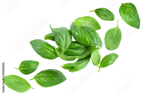 Fresh basil leaf isolated on white background. Top view. Flat lay