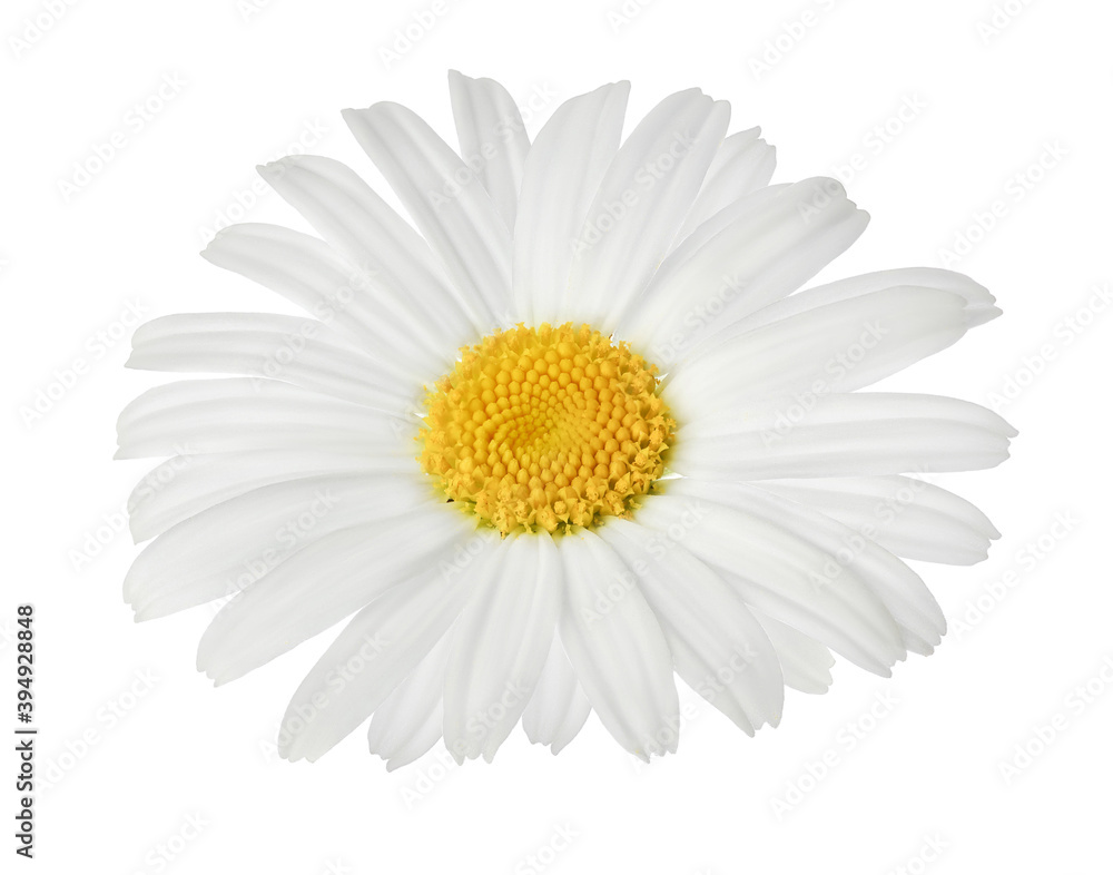 chamomile or daisies isolated on white background with clipping path. Set or collection.