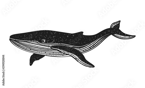 Black Whale on white background. Handcrafted style. Sketch. Engraved style illustration.