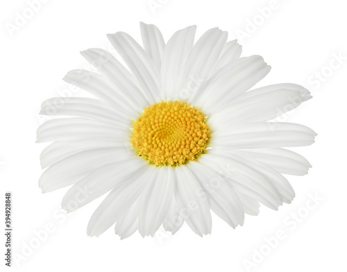 Fototapeta Naklejka Na Ścianę i Meble -  chamomile or daisies isolated on white background with clipping path. Set or collection.