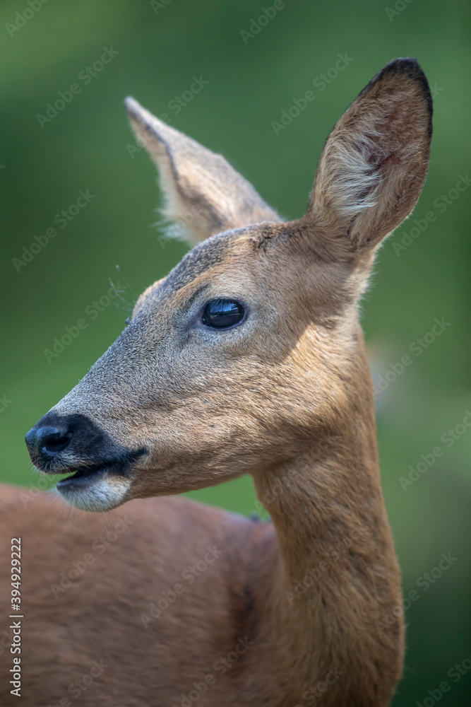 Fototapeta premium Chevreuil d'Europe