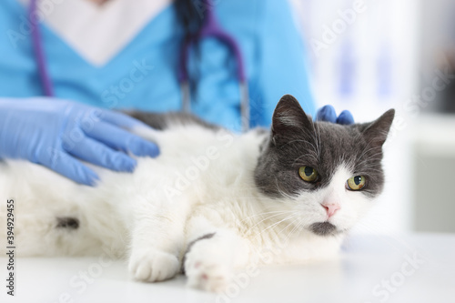 Fototapeta Naklejka Na Ścianę i Meble -  Doctor in rubber gloves stroking cat on table of veterinary clinic. Pet treatment concept