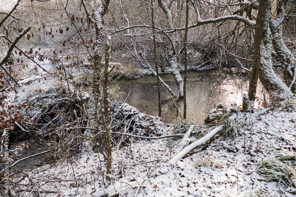 beaver dam in the frozen meadow flooded beaver dam in the frozen meadow flooded