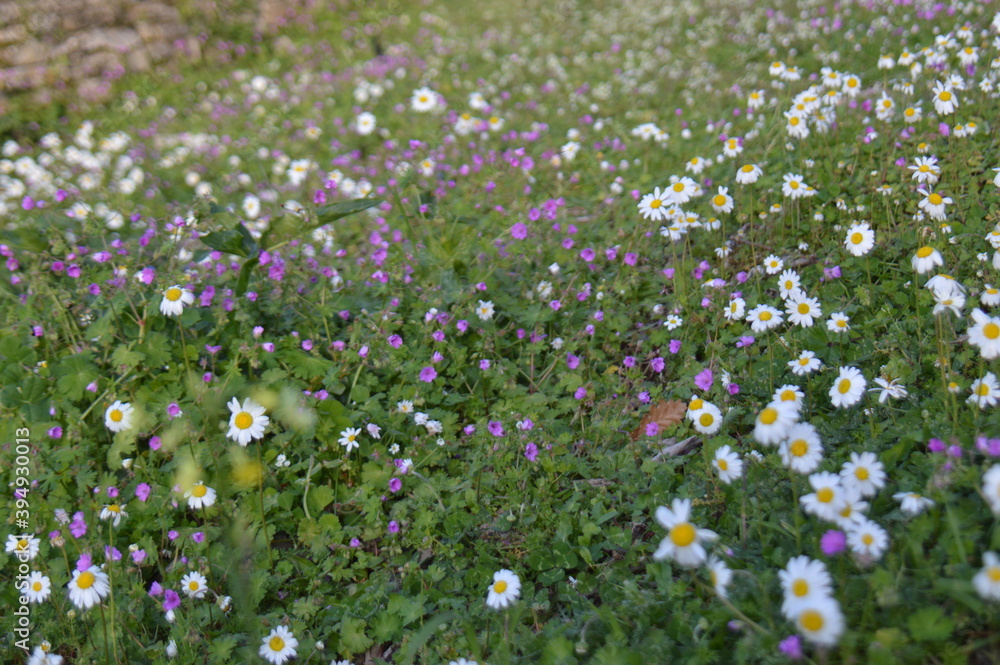 Fototapeta premium flower, nature