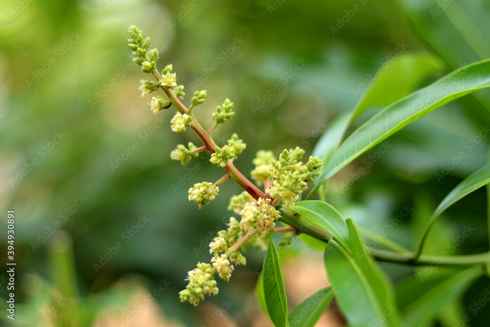 Close up of Mango flowers in a farm, A branch of inflorescence mango flowers. Selective focus of Mango flower Close up of Mango flowers in a farm, A branch of inflorescence mango flowers. Selective focus of Mango flower