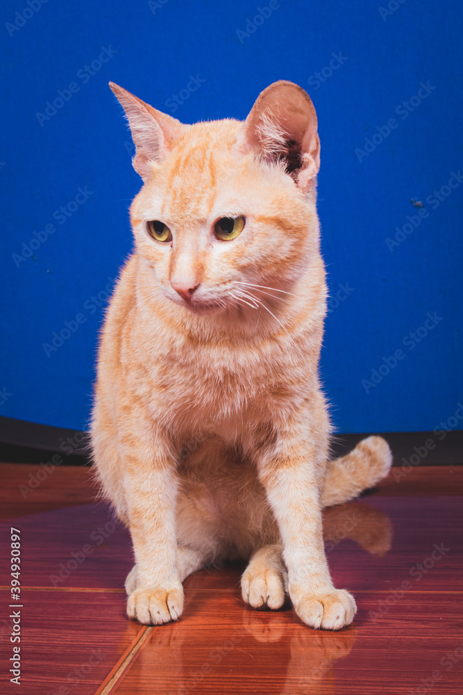 Obraz premium Portrait, cute ginger cat sitting at Blue background
