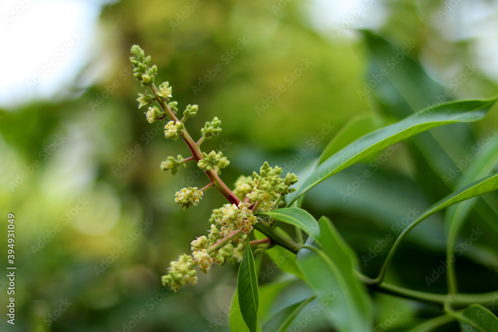 Close up of Mango flowers in a farm, A branch of inflorescence mango flowers. Selective focus of Mango flower