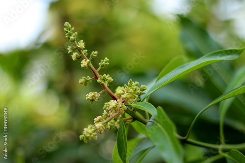 Close up of Mango flowers in a farm, A branch of inflorescence mango flowers. Selective focus of Mango flower