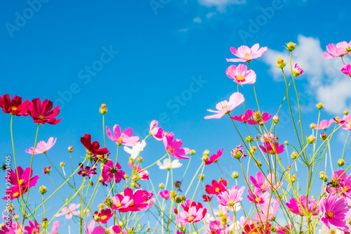 秋晴れに美しく咲く秋桜(山口県）