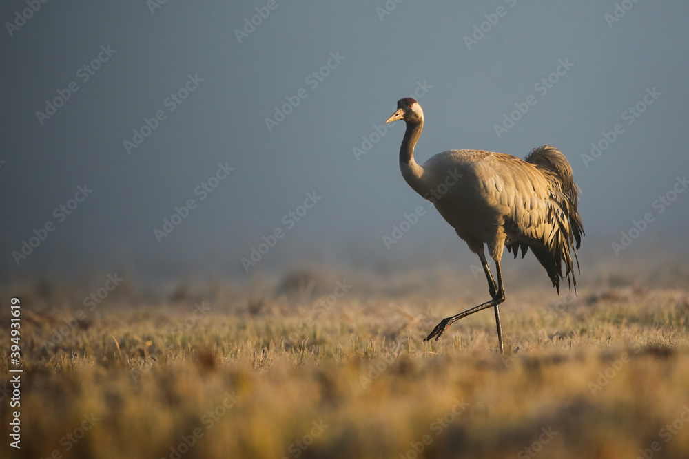 Fototapeta premium common crane, grus grus, walking on meadow in autumn morning mist. Wild long legged bird marching on dry field. Grey animal with long neck moving on pasture.
