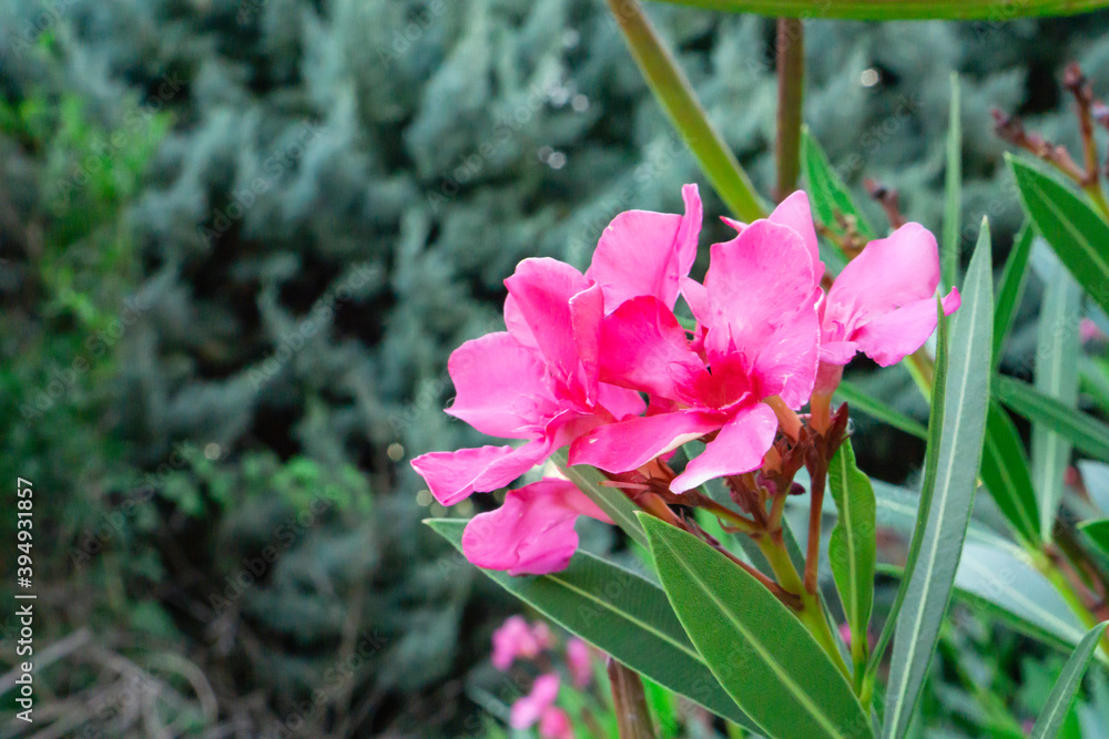 Bouquet pink petal of Sweet Oleander or Rose Bay blooming on green leaf