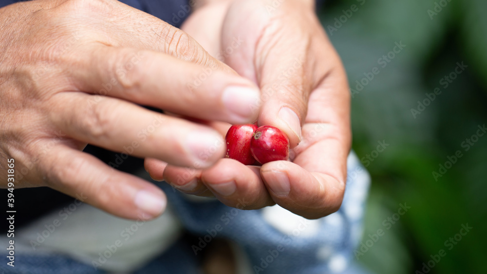 Fresh red coffee red cherry coffee bean in hands Fresh red coffee red cherry coffee bean in hands