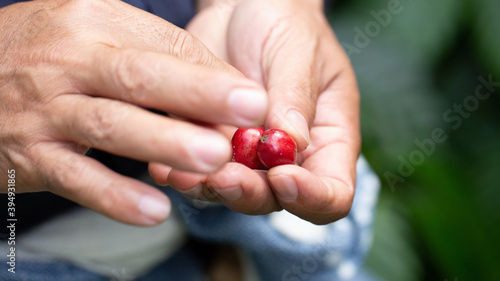 Fresh red coffee red cherry coffee bean in hands © kaiskynet