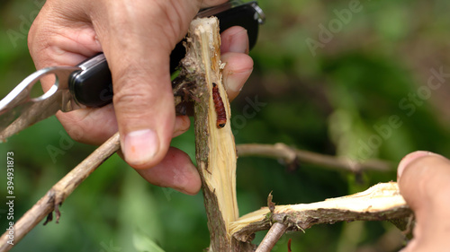 coffee stem borer. Diseases and pests affecting coffee plants.
