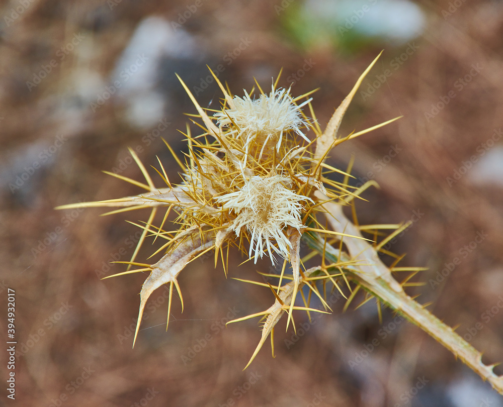 Dried flower Onopordum acanthium