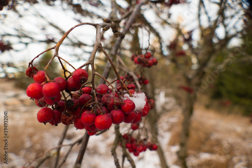 red rowan berry on a branch
