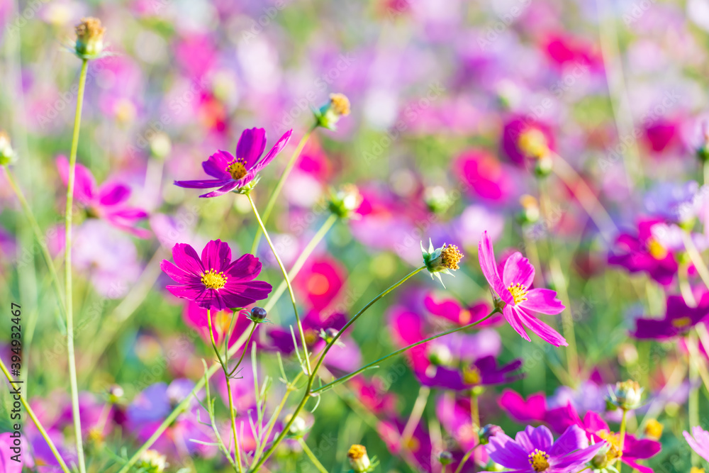 秋晴れに美しく咲く秋桜