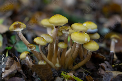 Armillaria mellea, commonly known as honey fungus or openky, is a basidiomycete fungus in the genus Armillaria. Beautiful edible mushroom. 