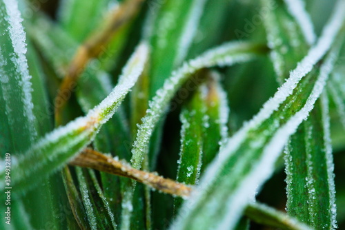 close up of frost on grass
