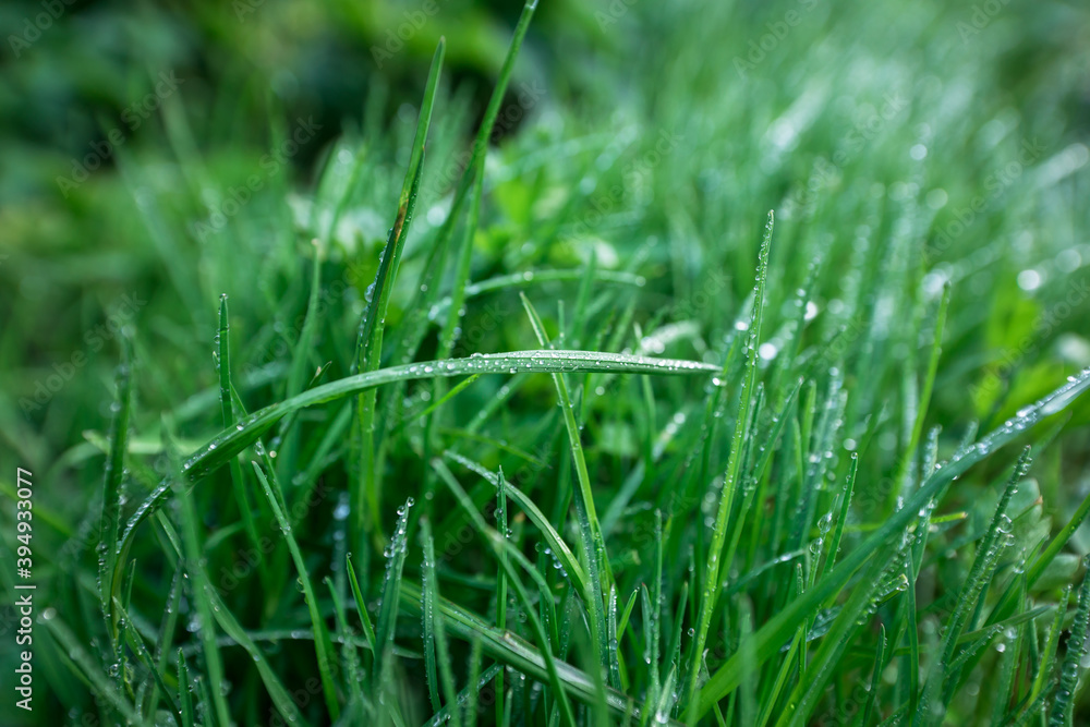 Green grass with water droplets