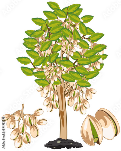 Vector illustration fruit ripe pistachio on tree