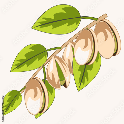 Branch with pistachio on white background is insulated