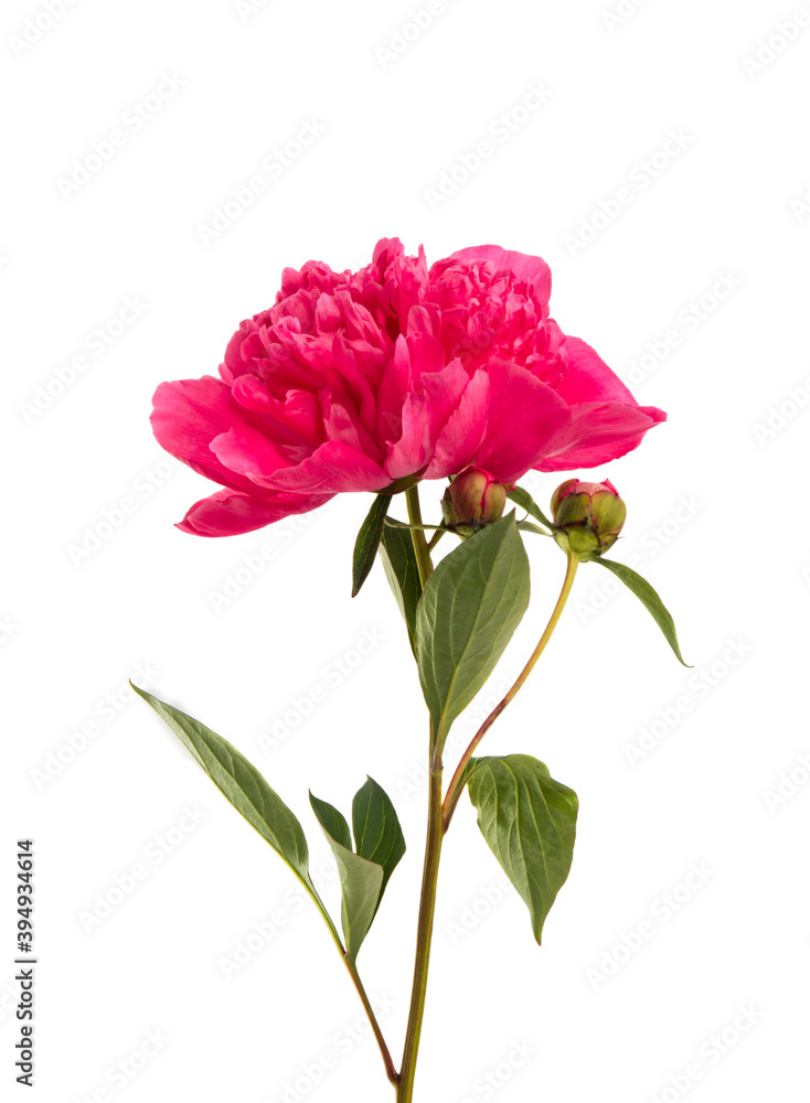 peony flower isolated