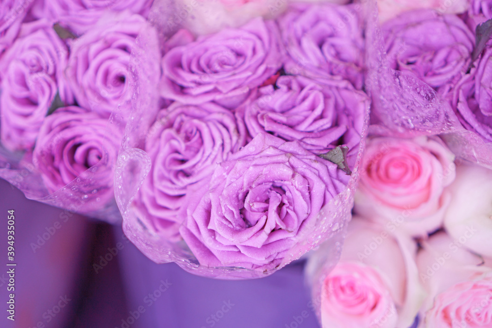 Fototapeta premium Purple Roses under droplet in plastic wrap