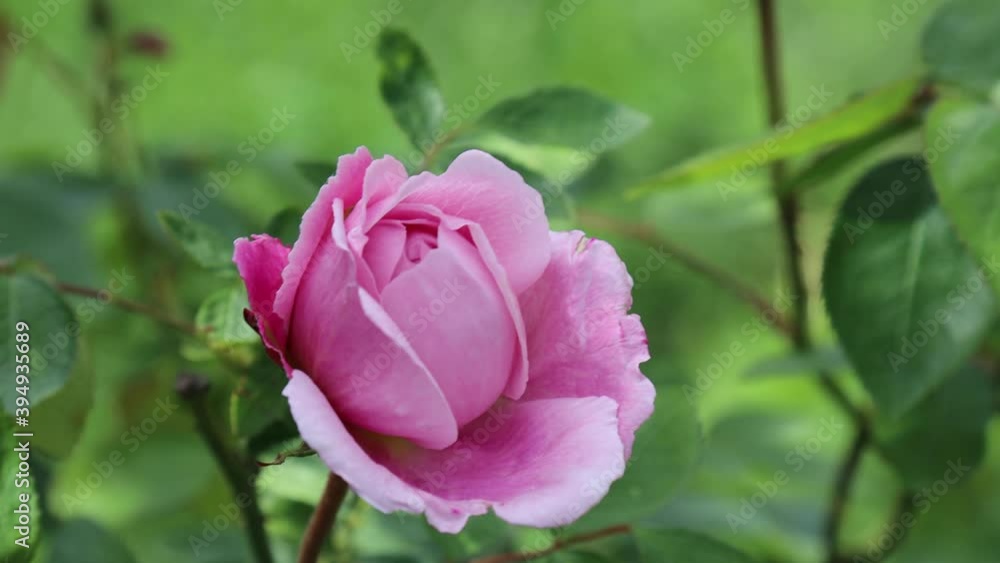 Pink natural rose hanging in the wind at the organic household with a garden. Pink natural rose hanging in the wind at the organic household with a garden.