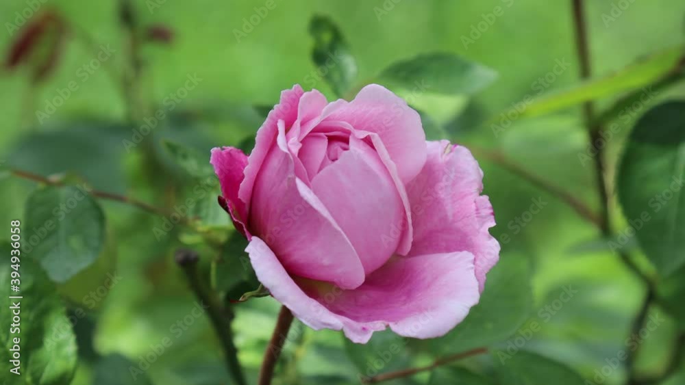Pink natural rose hanging in the wind at the organic household with a garden. Pink natural rose hanging in the wind at the organic household with a garden.
