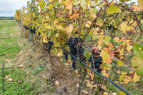 wineries in znojmo region in southern moravia photo