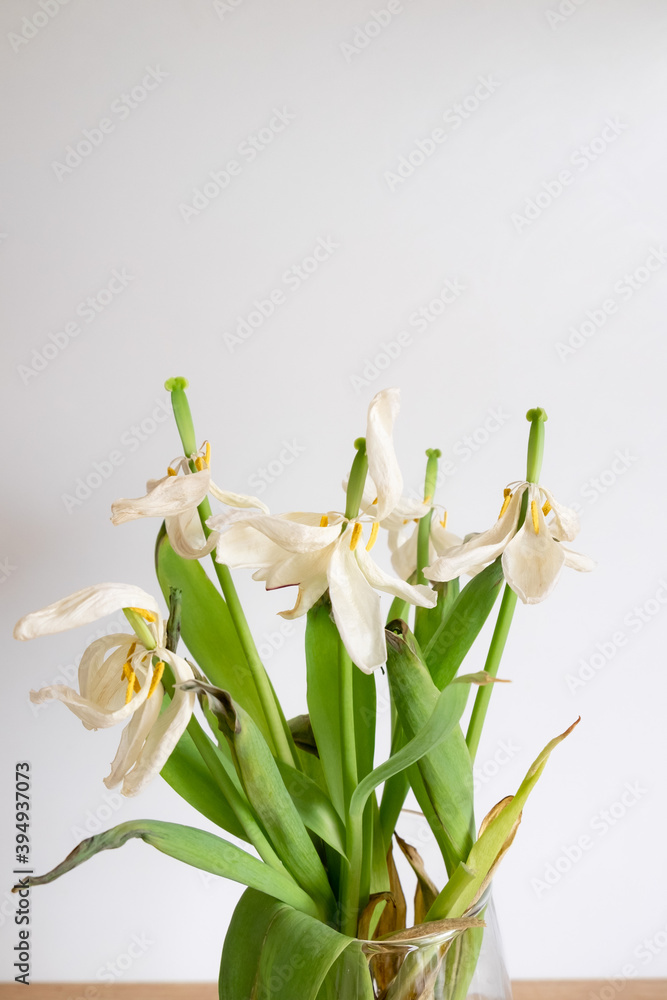 Obraz premium Dried tulip flowers close up. White-pink wilted tulip flower petals. Fading spring flowers in a vase. Withering concept. The beauty of fading flowers. Aesthetics