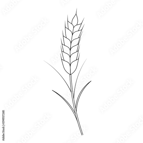 Ear of wheat. A cereal crop needed to make flour. Vector illustration. Outline on an isolated white background. Doodle style. Sketch. Coloring book for children. Gathering the summer harvest. 